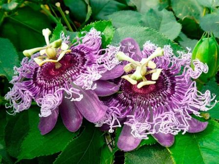 passiflora