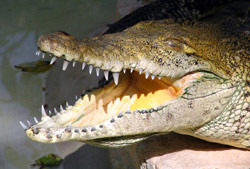 krokodil
