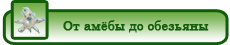 ot_ameby